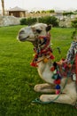 Decorated head and front legs of a camel lying on a green background. Royalty Free Stock Photo