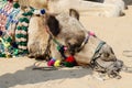 Decorated head of tribal nomad camel,Rajasthan,India Royalty Free Stock Photo