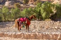 Decorated Horse in Petra, Wadi Musa, Jordan