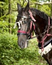 Decorated horse at festival