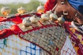 Head of colorfully decorated Indian horse in Jaisalmer, Rajasthan, India Royalty Free Stock Photo