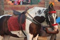 decorated horse in the parade Royalty Free Stock Photo