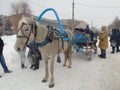 Decorated horse stands pulled into the cart