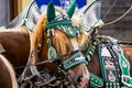 Decorated horse team on a parade.