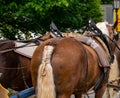 Decorated horse team on a parade. Royalty Free Stock Photo