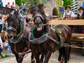 Decorated horse team at a parade in Garmisch-Partenkirchen, Garmisch-Partenkirchen, Germany - May 20. Royalty Free Stock Photo