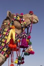 Decorated Indian Camel Royalty Free Stock Photo