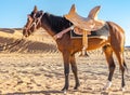 Standing brown horse in the Sahara desert. Royalty Free Stock Photo