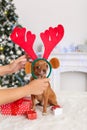 New Year. Decorated room with dog in deer antlers sitting surrounded by presents looking camera Royalty Free Stock Photo