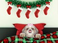 Decorated for new year living room with girl dog wearing santa costume Royalty Free Stock Photo