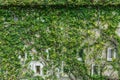 decorated old wall with green fresh leaves Carmona retusa background