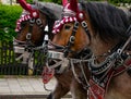 Decorated Paulaner horse team at a parade in Garmisch-Partenkirchen, Garmisch-Partenkirchen, Germany - May 20. Royalty Free Stock Photo