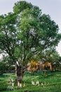 Decorated photo area for an evening photo shoot in nature. A big tree, garlands on it, candles burning