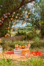 Decorated picnic with oranges and lemonade in the summer