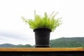 Decorated potted plants with small, green plants placed on a wooden table. With a large mountain in the background Royalty Free Stock Photo