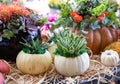 Decorated pumpkins with succulents, flowers and leaves at the greek garden shop in October