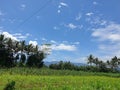 Decorated with ricefield and blue sky in farm background beautiful nature