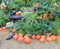 Decorated ripe vegetables garden