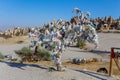 Decorated tree in Cappadocia, Turkey