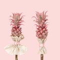 Decorated Tropical flower, Dwarf Ornamental Pineapple. Fashionable modern fun bouquet