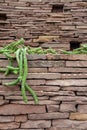 Decorated vertical garden with green creeper plant Royalty Free Stock Photo