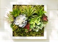 Decorated wall vertical garden, Background. Royalty Free Stock Photo