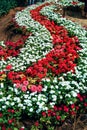 Decorating a flower garden with patterns and colors of flowers