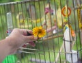 Decorating parrot cage