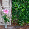 Lily flowers in a vase placed on a wooden window. Royalty Free Stock Photo
