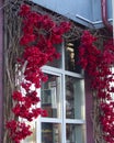 Decoration of bright crimson flowers around a window. Urban wall and window design.