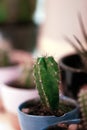 Decoration cactus cup. interior design concept. houseplants at cups Royalty Free Stock Photo