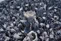 Greedy hands at Wat Rong Khun temple