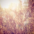 Decoration dried flowers with retro filter Royalty Free Stock Photo