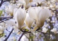 Decoration of few magnolia flowers. Magnolia. Magnolia flower Royalty Free Stock Photo