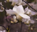 Decoration of few magnolia flowers. magnolia flower. Magnolia Royalty Free Stock Photo