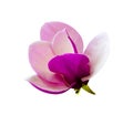 Decoration of few magnolia flowers Royalty Free Stock Photo