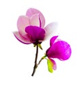 Decoration of few magnolia flowers. pink magnolia flower isolate Royalty Free Stock Photo