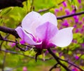 Decoration of few magnolia flowers. pink magnolia flower isolate Royalty Free Stock Photo