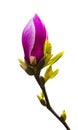 Decoration of few magnolia flowers . pink magnolia flower isolate Royalty Free Stock Photo