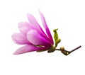 Decoration of few magnolia flowers. pink magnolia flower isolate Royalty Free Stock Photo