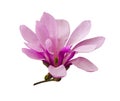 Decoration of few magnolia flowers. pink magnolia flower isolate Royalty Free Stock Photo