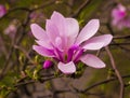 decoration of few magnolia flowers. pink magnolia flower. Magnolia. Magnolia flower, spring branch Royalty Free Stock Photo