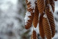 Decoration of fir cones sprinkled with snow. Decoration with fir cones alley in the park before the holiday.