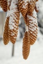 Decoration of fir cones sprinkled with snow. Decoration with fir cones alley in the park before the holiday.