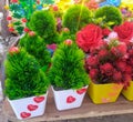 Decoration Flowers on Road Hamirpur Himachal Pradesh India