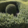 Decoration in the form of a cross and balls in it from boxwood in the courtyard of the church