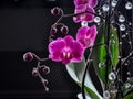 Decoration with fuchsia orchid Phalaenopsis
