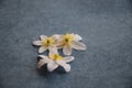 White wood anemone blossoms on jeans blue background