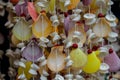 Decoration made of colorful shells on a thred Royalty Free Stock Photo