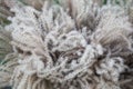 Decoration made made of a dried fluffy spikelets plant